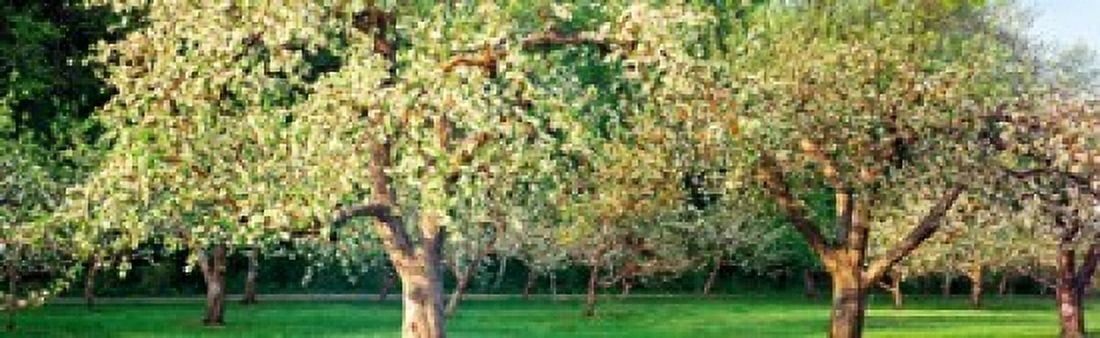 Apple orchard Quebec Canada Canvas Art - Panoramic Images (38 x 12)