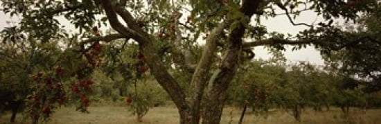 Apple trees in an orchard Sebastopol Sonoma County California USA Canvas Art - Panoramic Images (36 x 12)