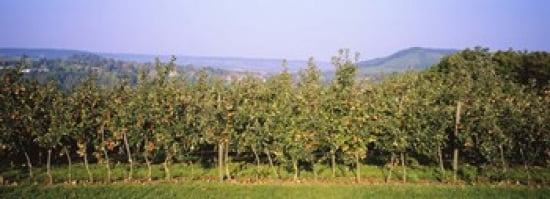 Apple trees in an orchard Weinsberg Heilbronn Stuttgart Baden-Wurttemberg Germany Canvas Art - Panoramic Images (36 x 13)