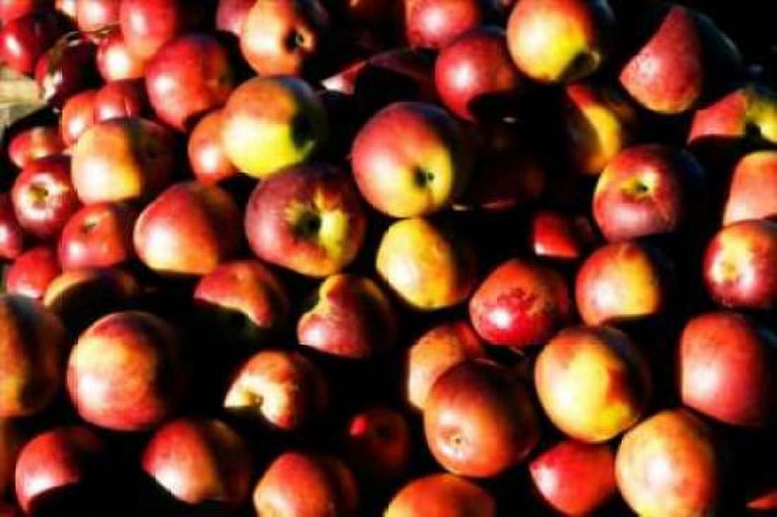 Apples Canvas Art - Alan Hausenflock (12 x 18)