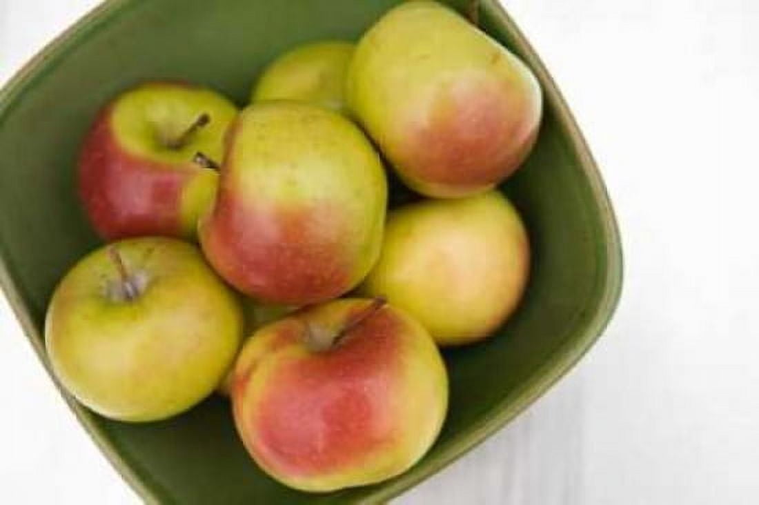 Apples Canvas Art - Karyn Millet (12 x 18)