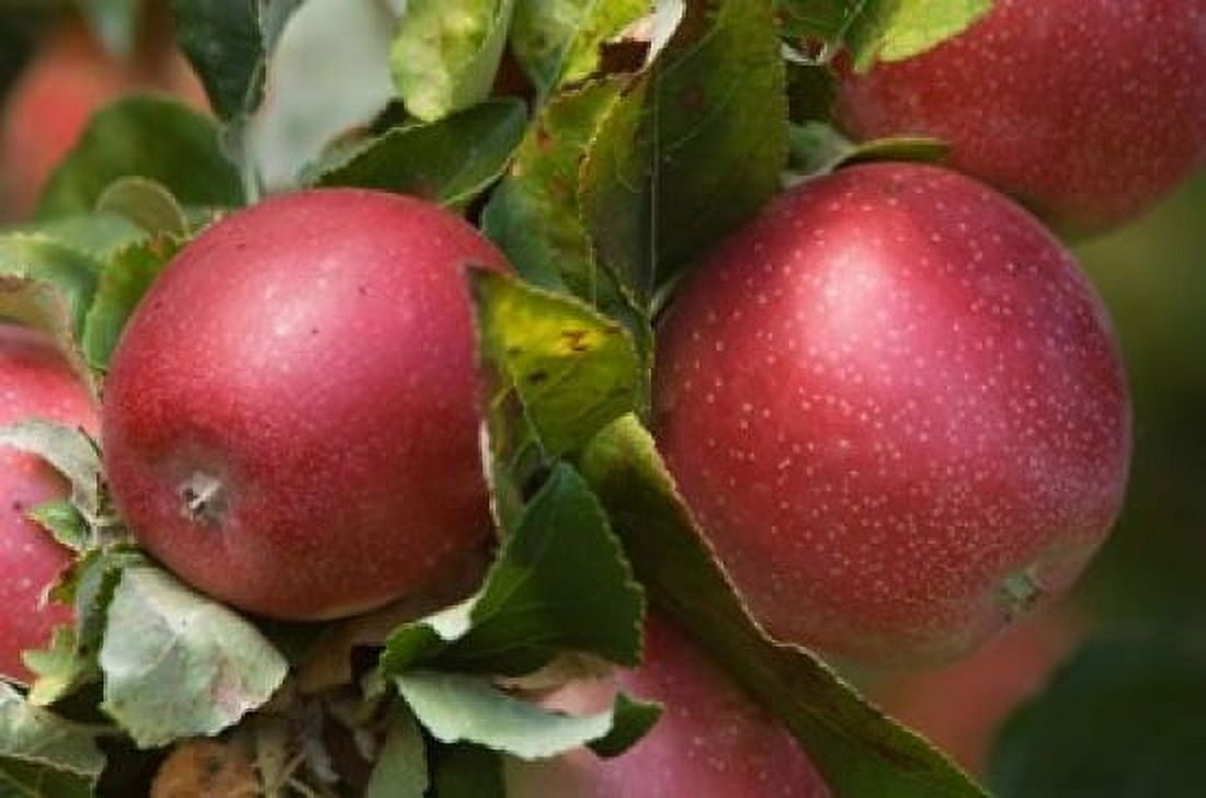 Apples Okanagan Valley British Columbia Canada Na Canvas Art - Rob Tilley DanitaDelimont (26 x 18)