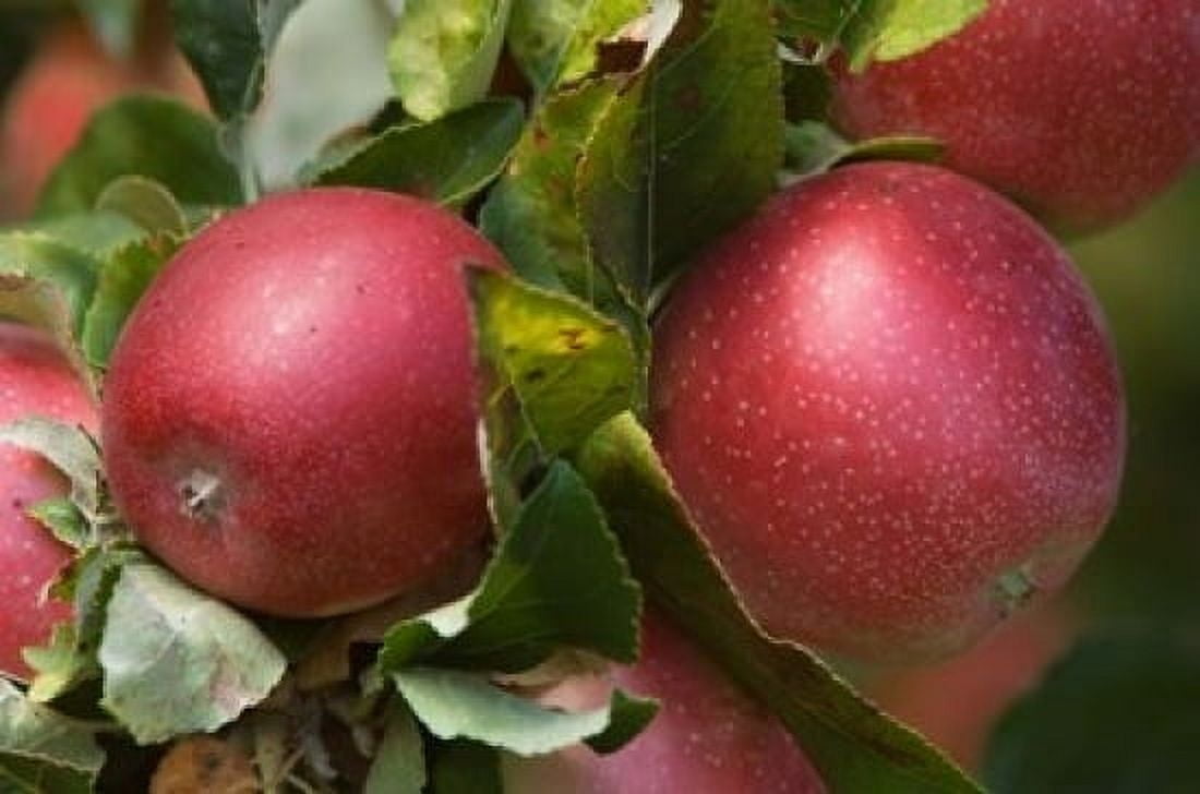 Apples Okanagan Valley British Columbia Canada Na Canvas Art - Rob Tilley DanitaDelimont (36 x 24)