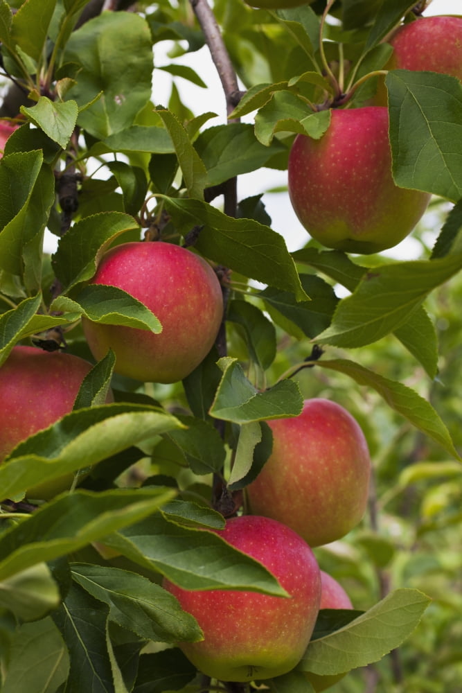 Apples growing on a tree Rougemont Quebec Canada Canvas Art - David Chapman Design Pics (24 x 38)