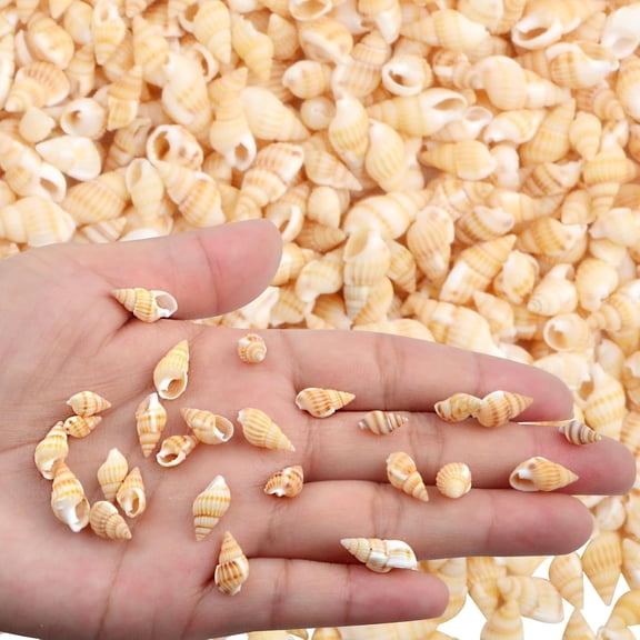 Approx 1500pcs Mini Sea Shells Beach Spiral Seashells Tiny Natural Conch Shell Vase for DIY Crafts Candle Making Fishtank Home Wedding Decorations