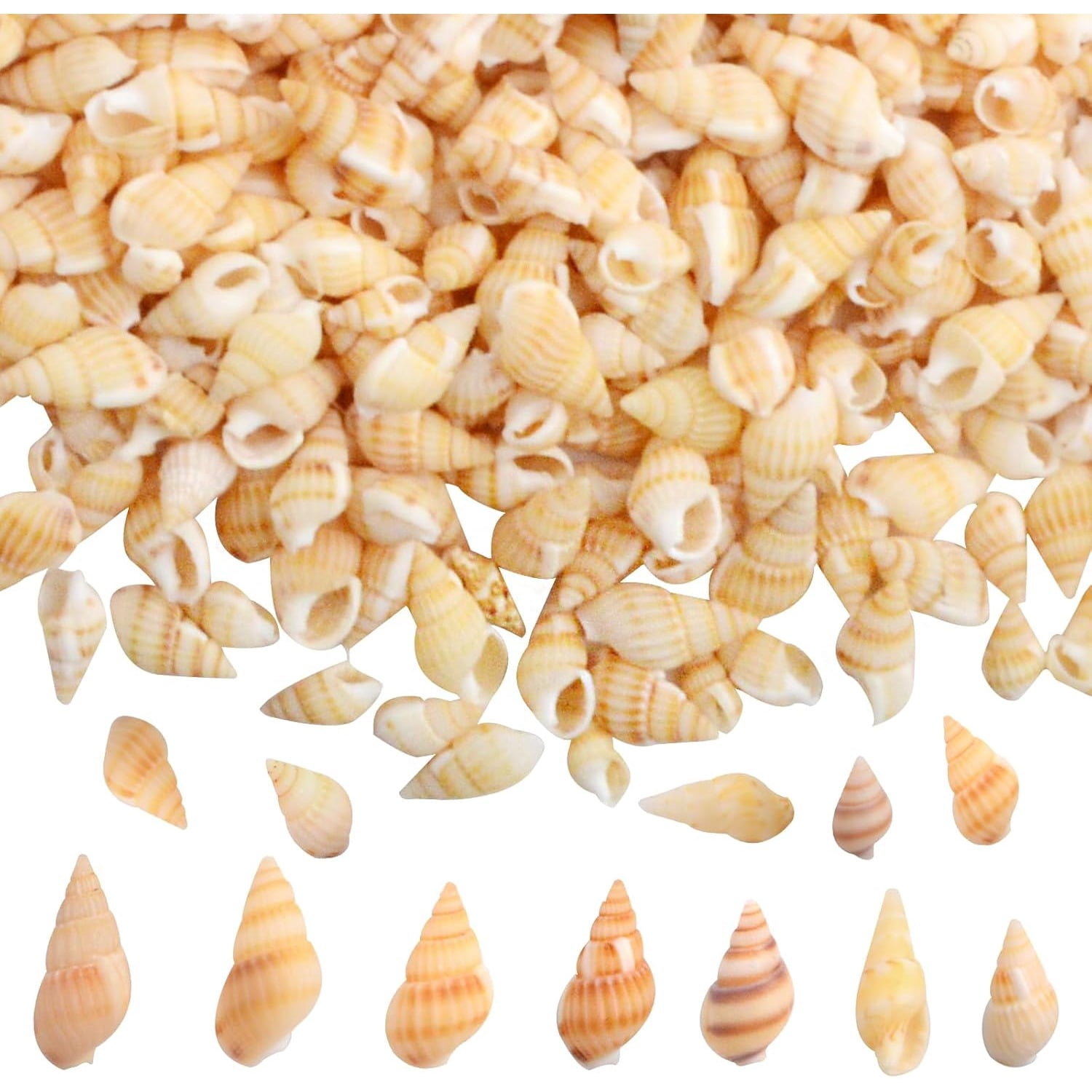 Approx 1500pcs Mini Sea Shells Beach Spiral Seashells Tiny Natural ...