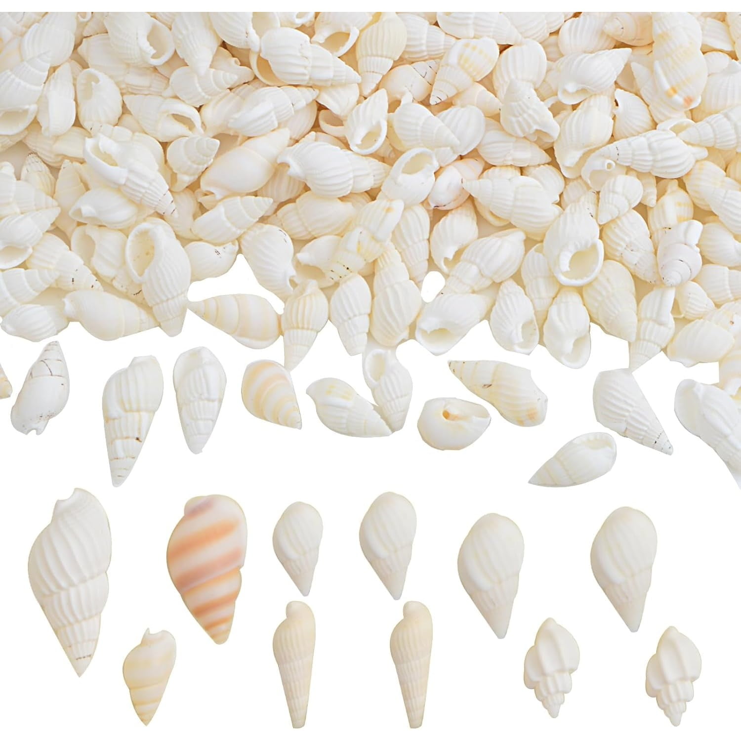Approx 700pcs Small White Clam Cay Seashells Natural Tiny Sea Shell ...