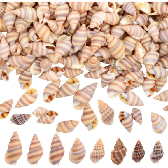 Approx 800pcs Tiny Natural Sea Shells Mini Ocean Beach Spiral Conch Shell Bulk Fish Tank Ornaments for DIY Crafts Vase Fillers Wedding Party Garland Table Decoration