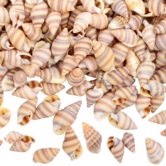Approx 800pcs Tiny Natural Sea Shells Mini Ocean Beach Spiral Conch for DIY Crafts Vase Fillers Wedding Party Garland Table Decoration