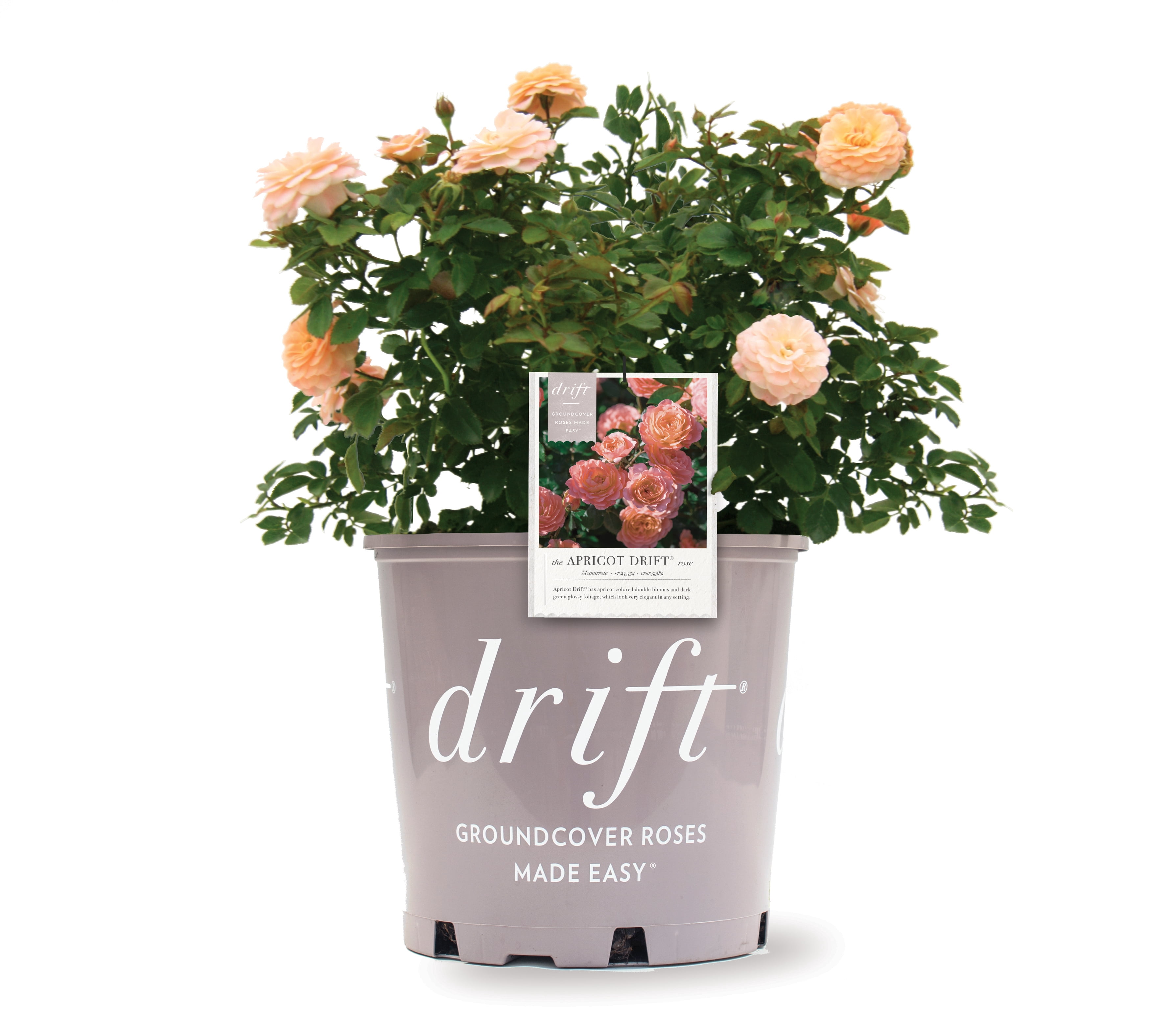 Apricot Drift Rose (1 Gallon) Low-Growing Deciduous Flowering Shrub - Full Sun Live Outdoor Plant
