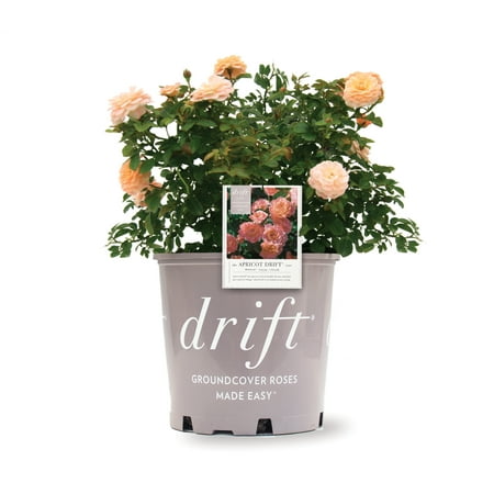 Apricot Drift Rose (1 Gallon) Low-Growing Deciduous Flowering Shrub - Full Sun Live Outdoor Plant