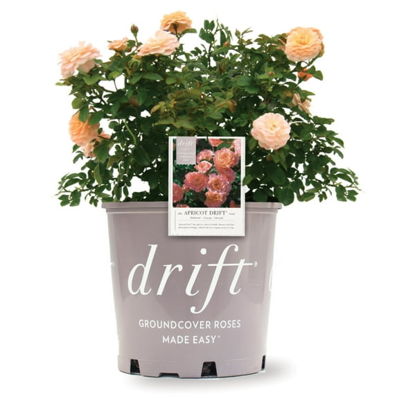 Apricot Drift Rose - 3 Gallon Pot, Live Long-Blooming Deciduous Shrub, Full Sun, Outdoor