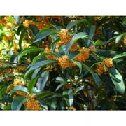 Apricot Echo Orange Tea Olive - Live Plant - ( 2.5 QT )