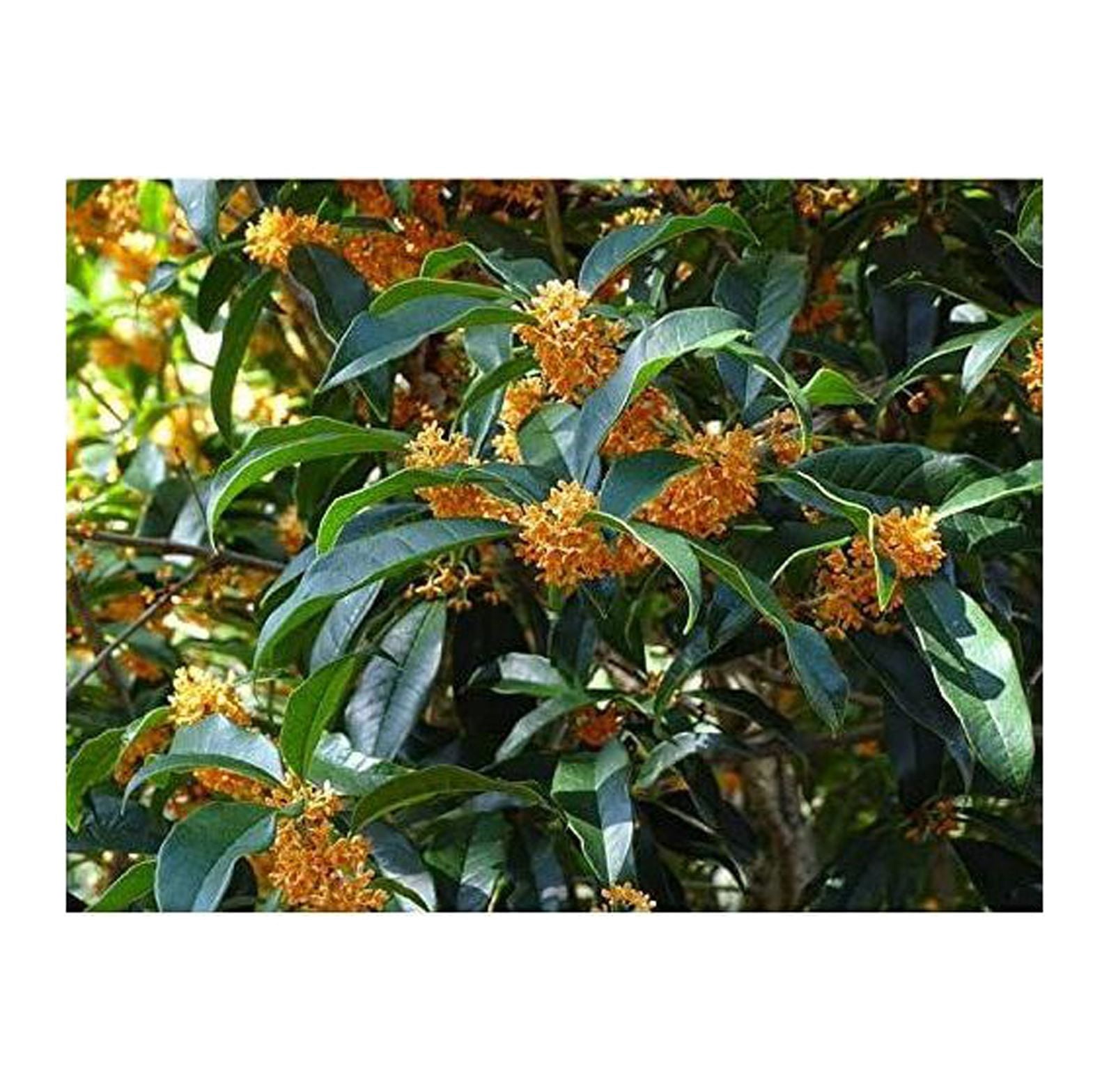 Apricot Echo Orange Tea Olive Live Plant Trade Gallon Pot