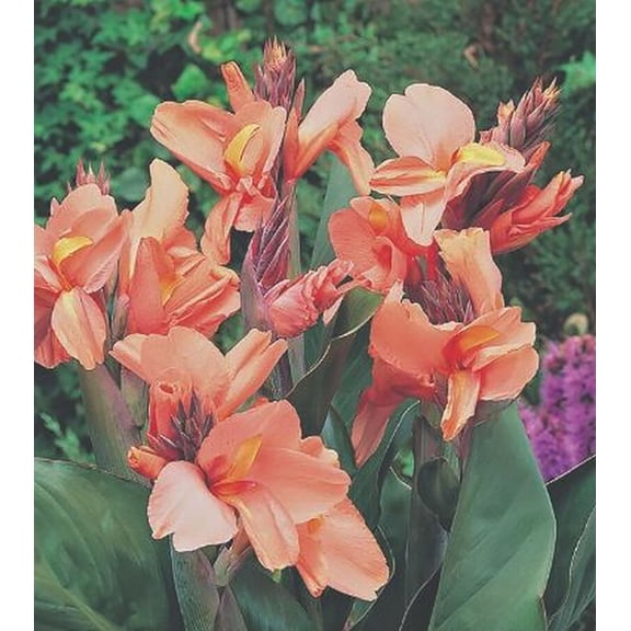 Apricot Frost Canna -1 Rhizome Top Size