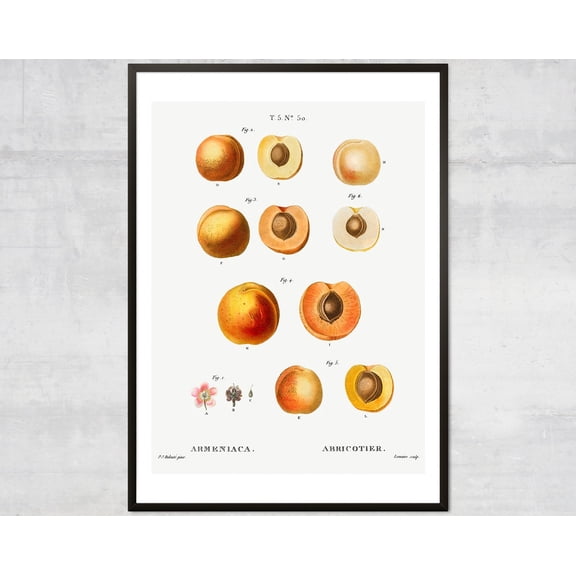 Apricot Fruit Diagram Poster, Lithograph Print, Antique Botanical, Vintage Kitchen Wall Decor Wall Art, Modern Wall Decor, 8x12 UNFRAMED