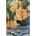 thumbnail image 1 of Apricot Fudge Lily - 3 Bulbs 14/16 cm - Exotic Blooms, 1 of 4