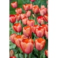 thumbnail image 1 of Apricot Impression tulip -50 Bulbs, 1 of 5