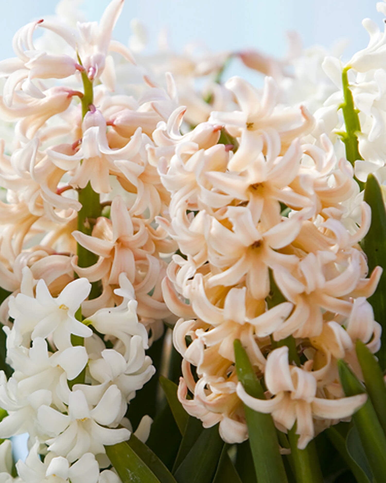 Apricot Passion Hyacinth 10 bulbs