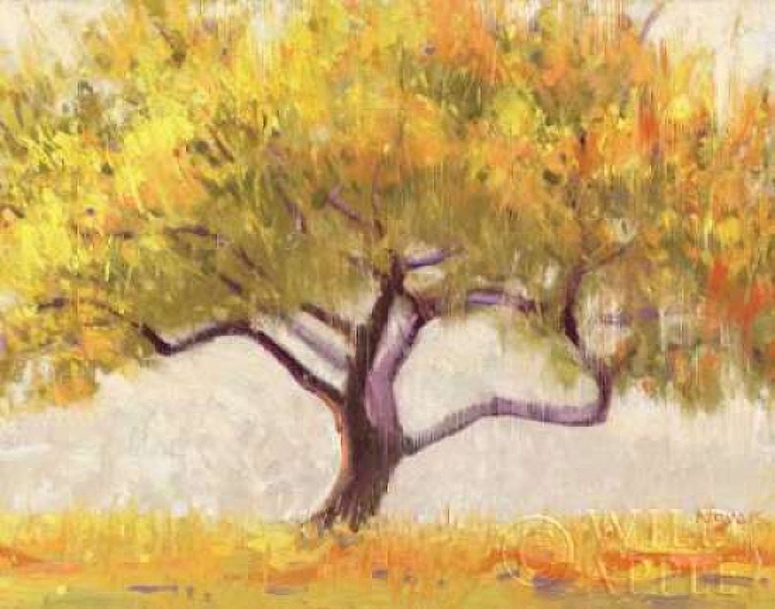 Apricot Tree Canvas Art - Shirley Novak (22 x 28)
