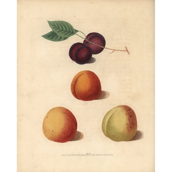 Apricot Varieties, Prunus Armeniaca Poster Print By ® Florilegius Mary Evans (18 X 24)