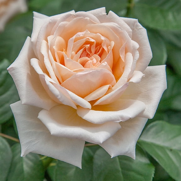 Apricots n' Cream™ Hybrid Tea Rose by Heirloom Roses - Live Rose Bush