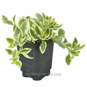 Aptenia Cordifolia Variegata, Dorotheanthus Crystal, Baby Sun Rose - Pot Size 3 2.6x3.5 - Colorful Foliage, Plants