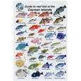 thumbnail image 1 of Cayman Islands Fish I.D. Card, 1 of 2