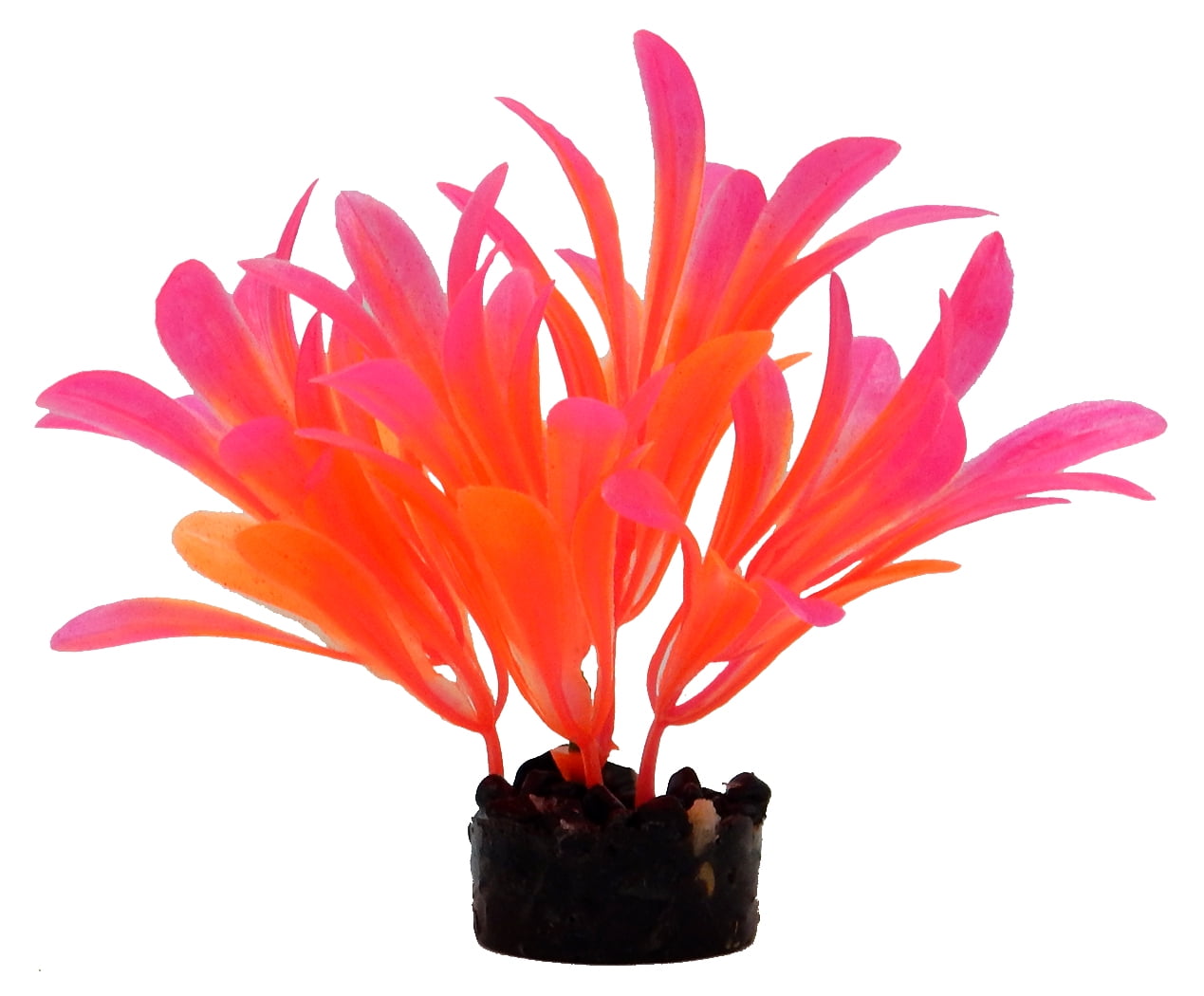 Aqua Culture Bright Plant Assortment