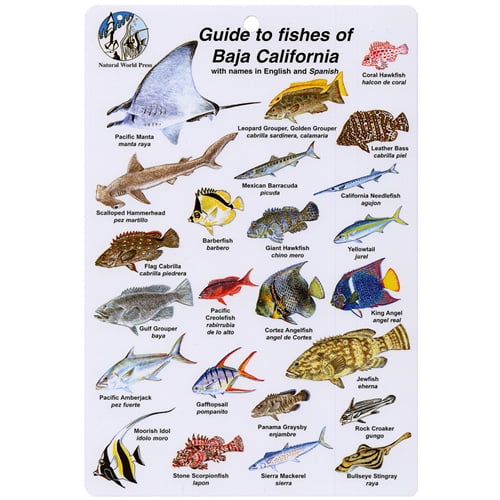 Aqua Fish I.D. Card for Fishes of Baja California