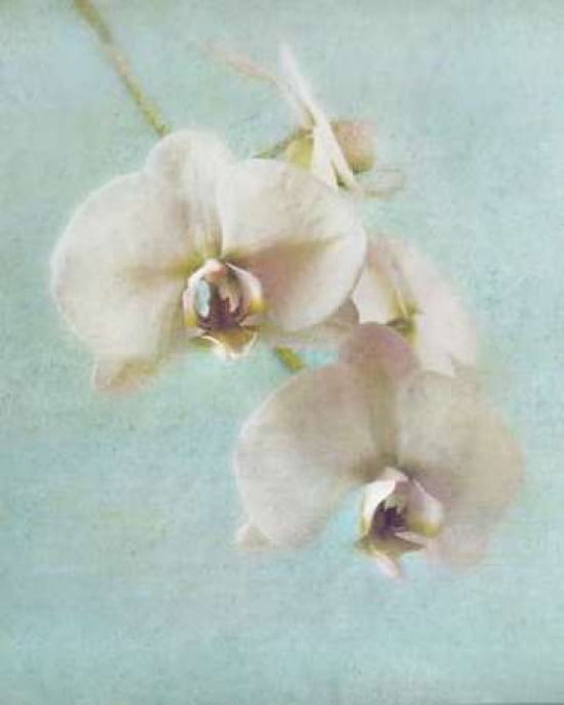 Aqua Floral I Canvas Art - Amy Melious (20 x 24)