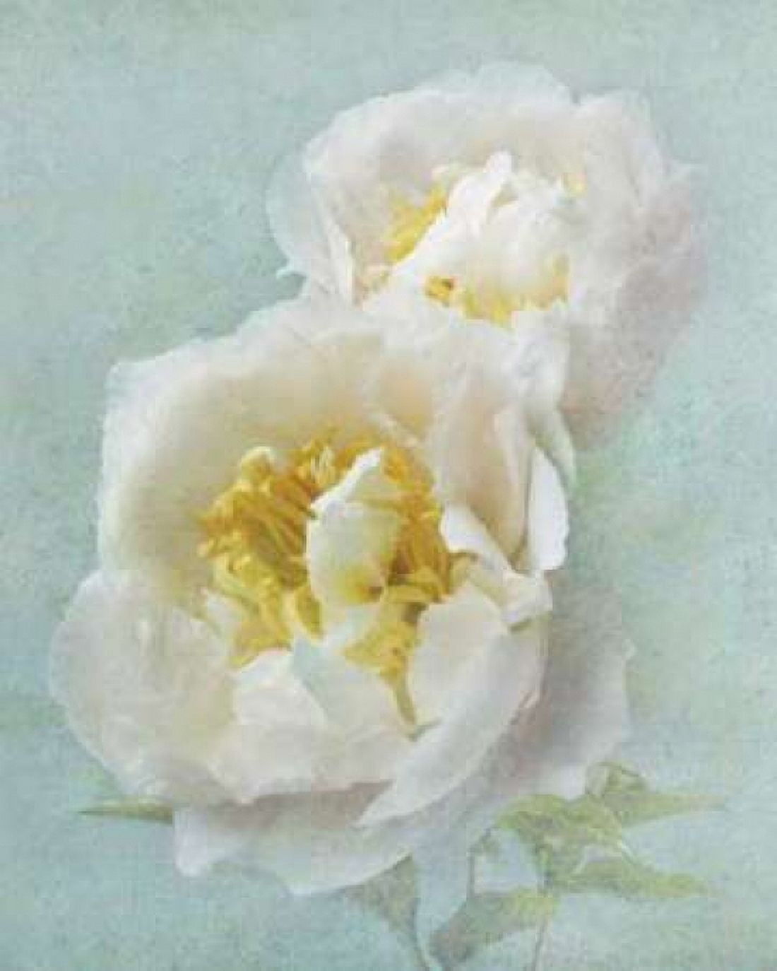 Aqua Floral III Canvas Art - Amy Melious (20 x 24)
