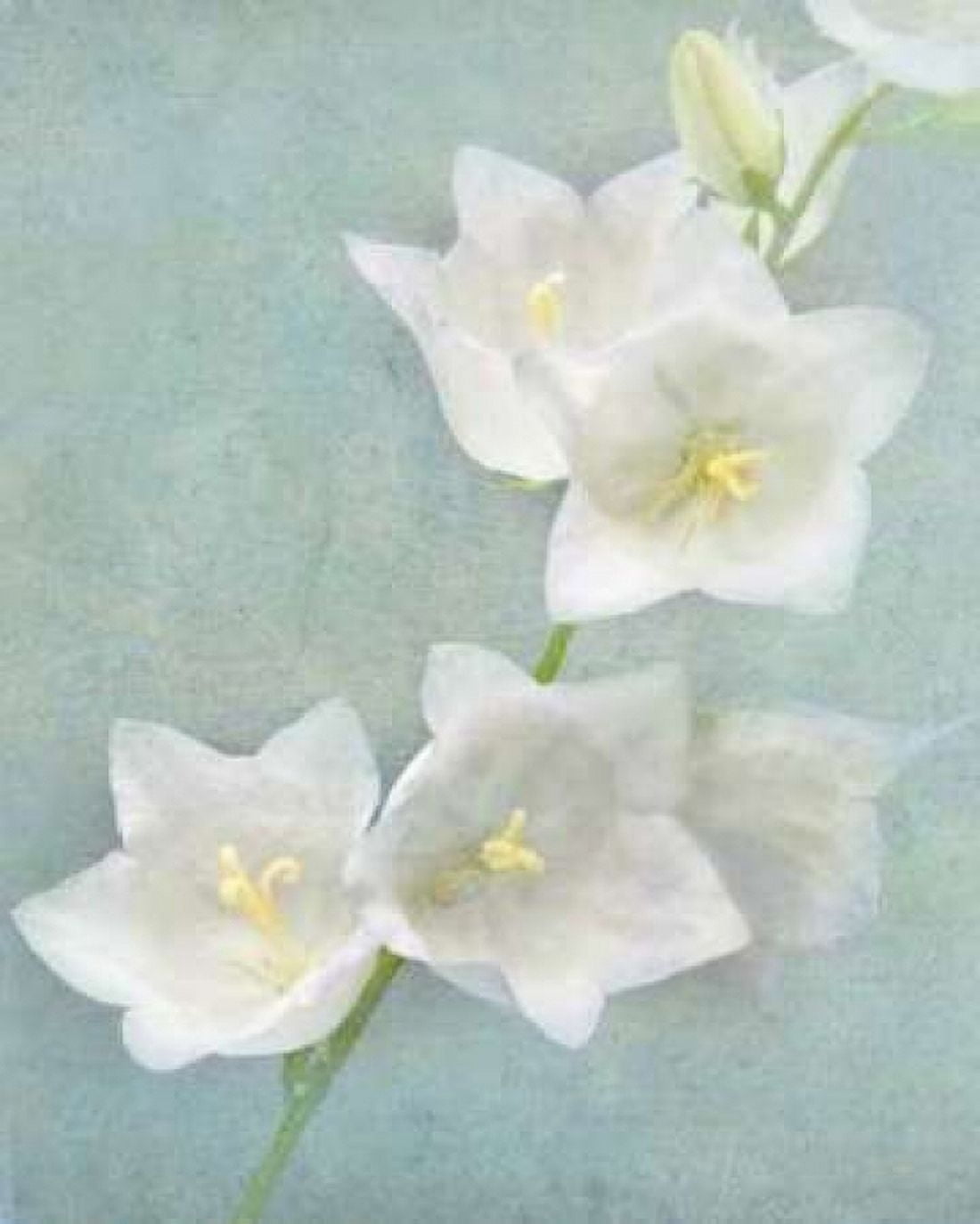 Aqua Floral IV Canvas Art - Amy Melious (20 x 24)