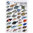 thumbnail image 1 of Aqua Pacific Inshore Coast Fish I.D. Card, 1 of 2