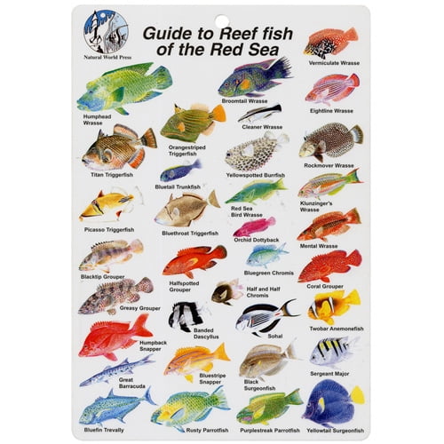 Aqua Red Sea Fish I.D. Card