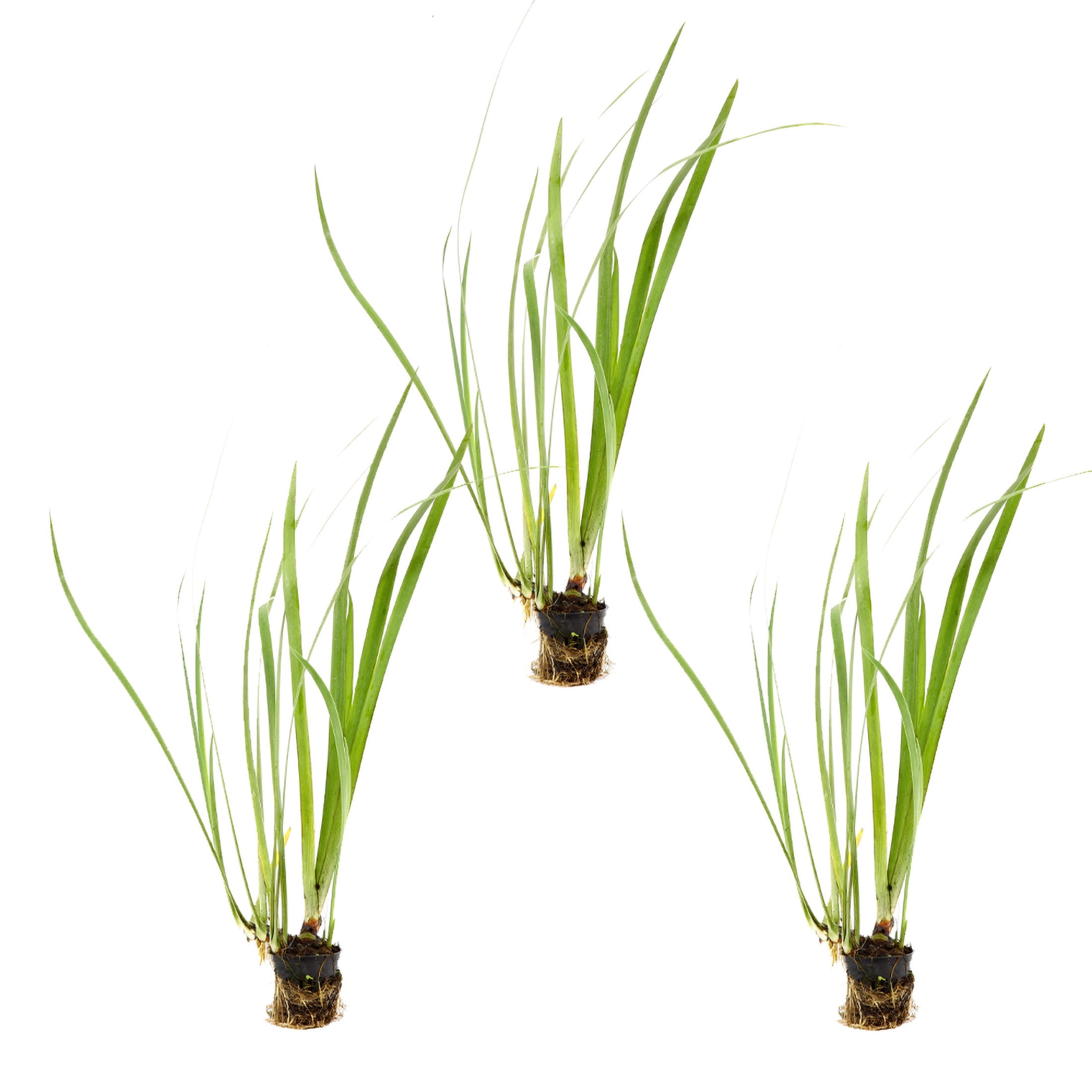 AquaMeadow Assorted Iris Potted 3pk