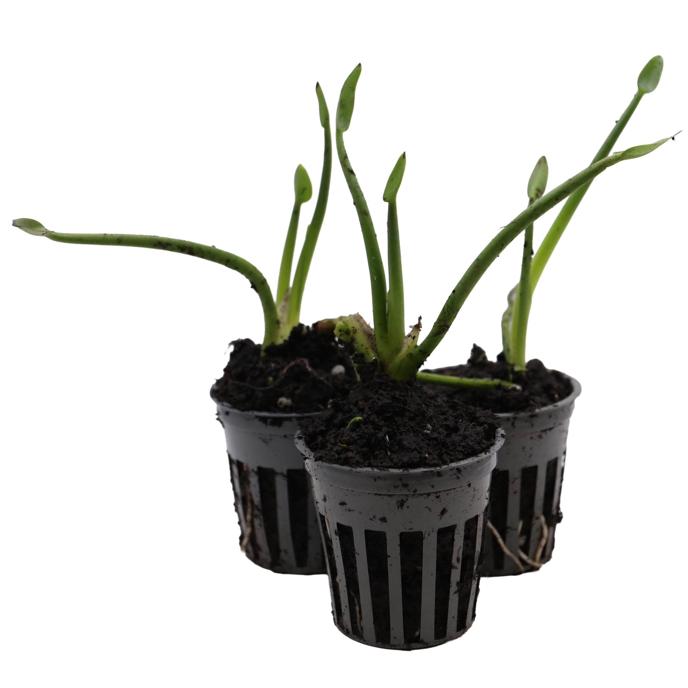 AquaMeadow Blue Pickerel Rush Potted Reg 3ct