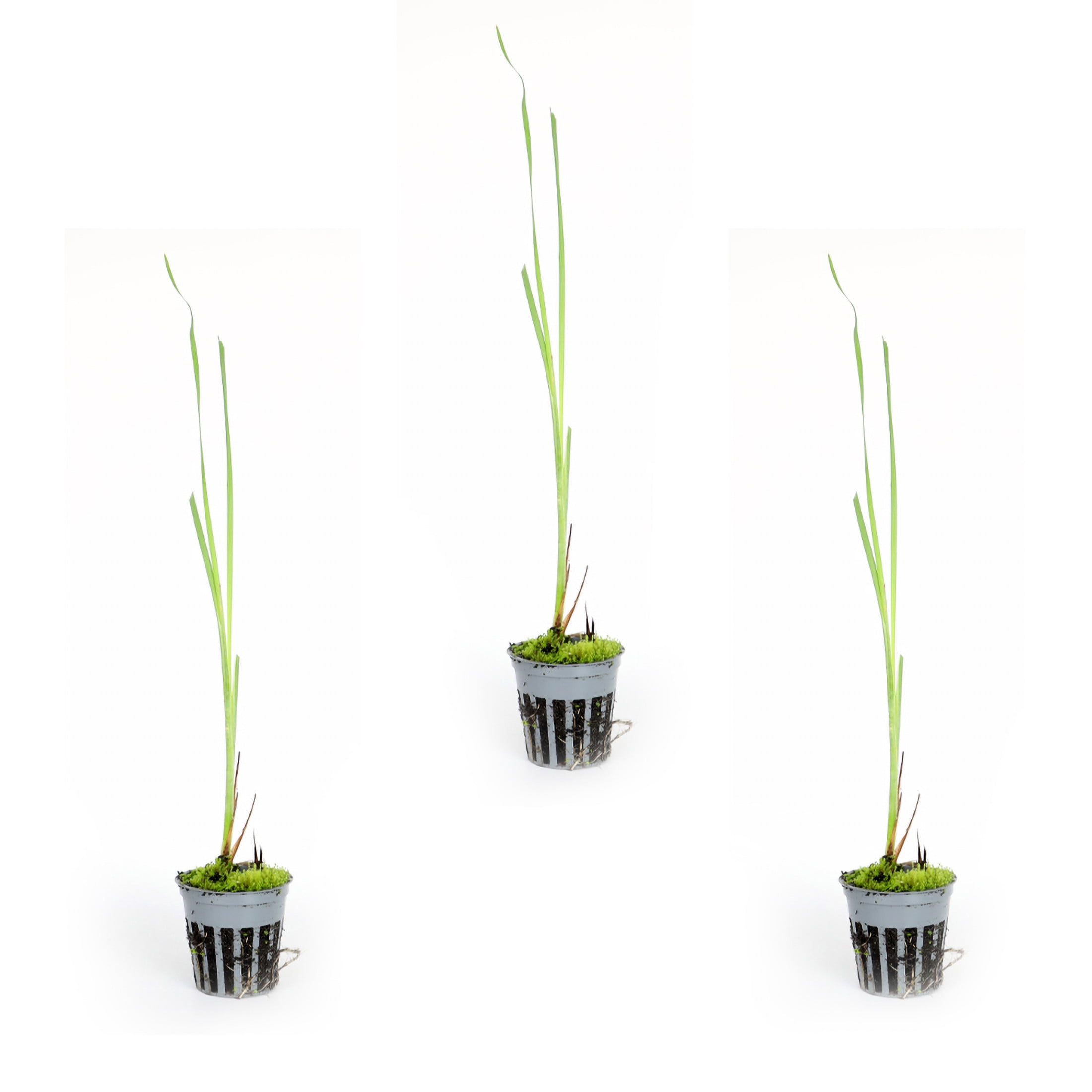 AquaMeadow Dwarf Cattail Potted 3pk