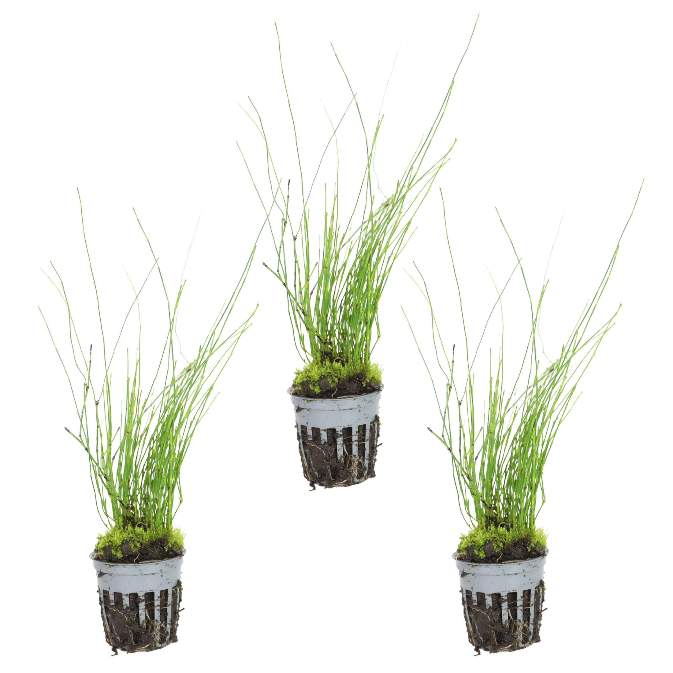 AquaMeadow Dwarf Horse Tail Rush Potted Reg 3pk
