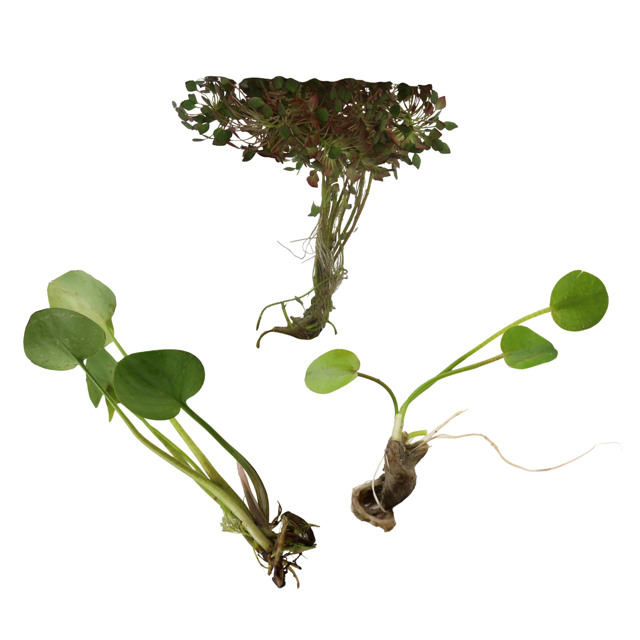 AquaMeadow Floating Pond Plant Bundle