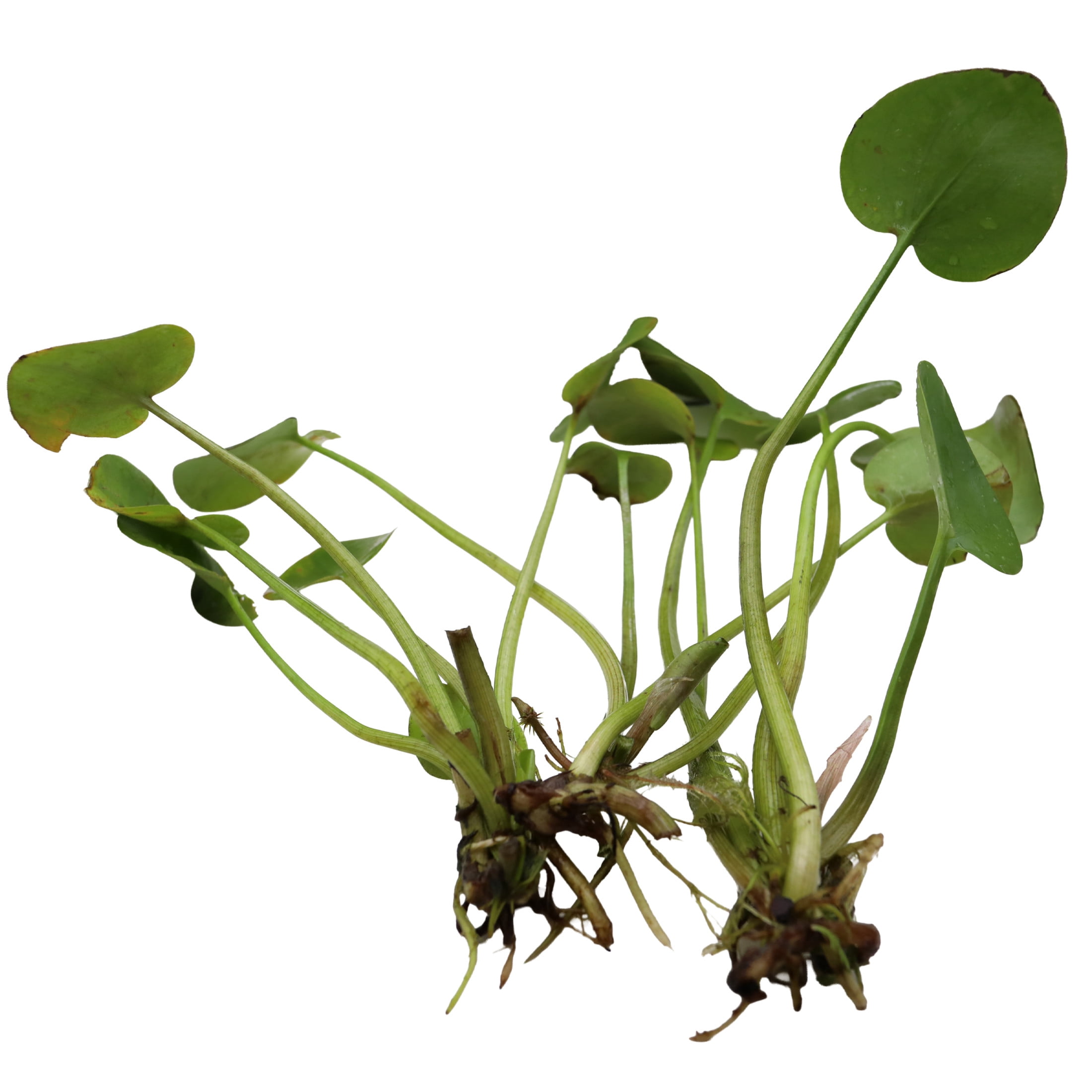 AquaMeadow Frogbit Surface Plant 3ct