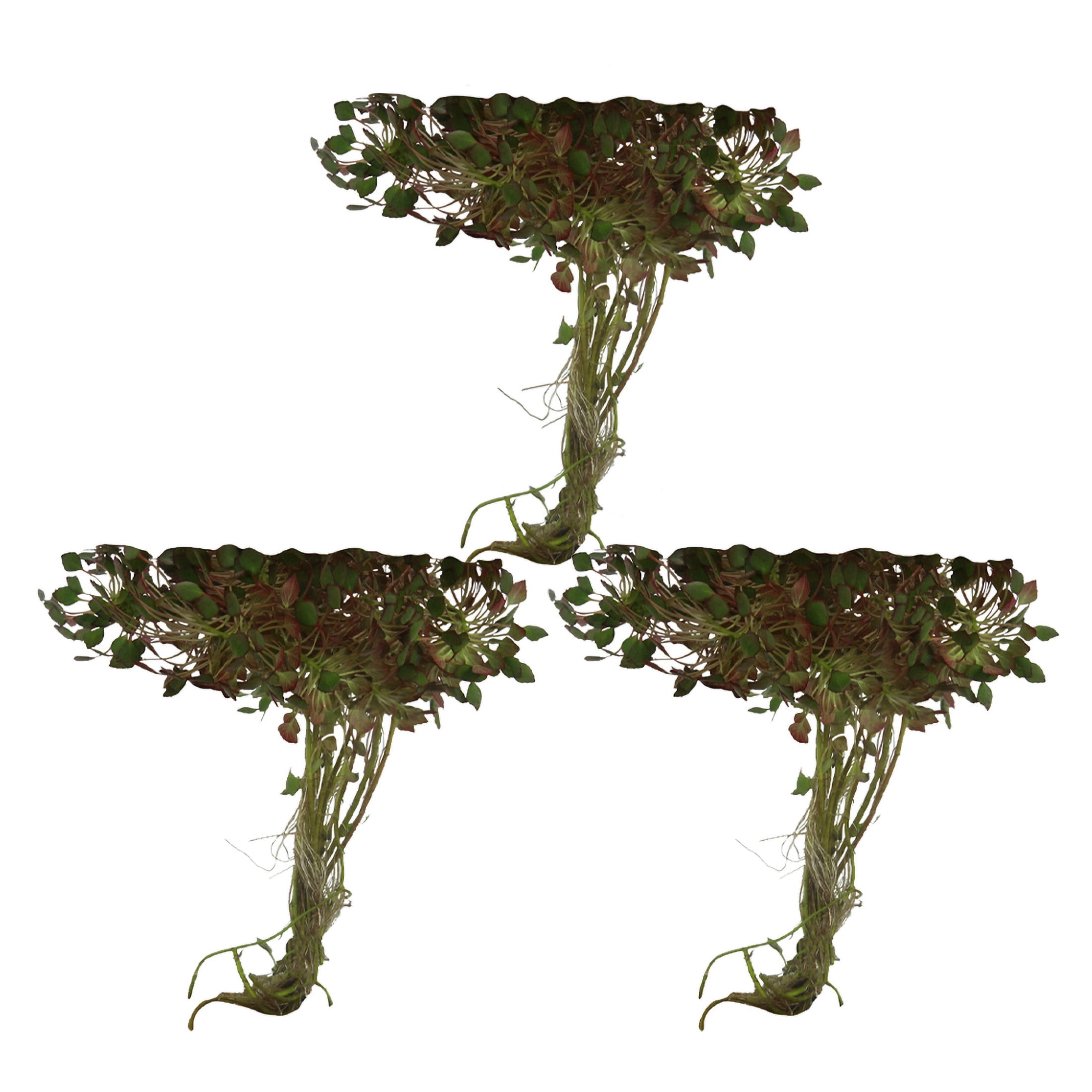 AquaMeadow Mosaic Surface Plant Reg 3pk