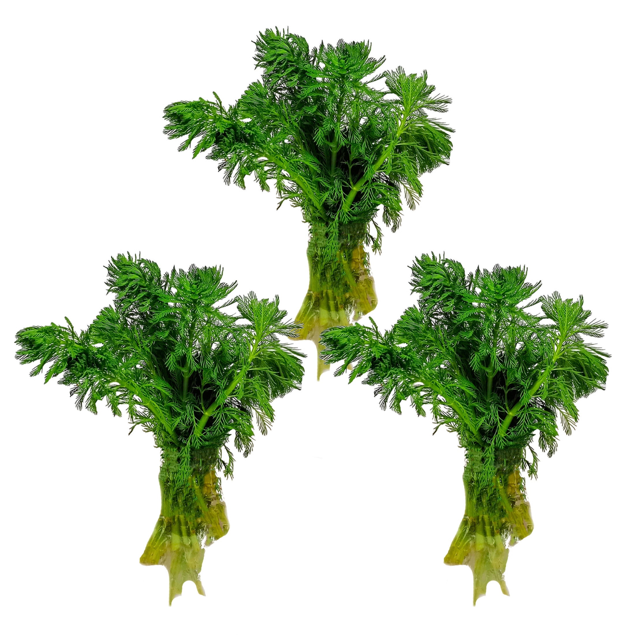 AquaMeadow Parrots Feather Plant Bunched Reg 3pk