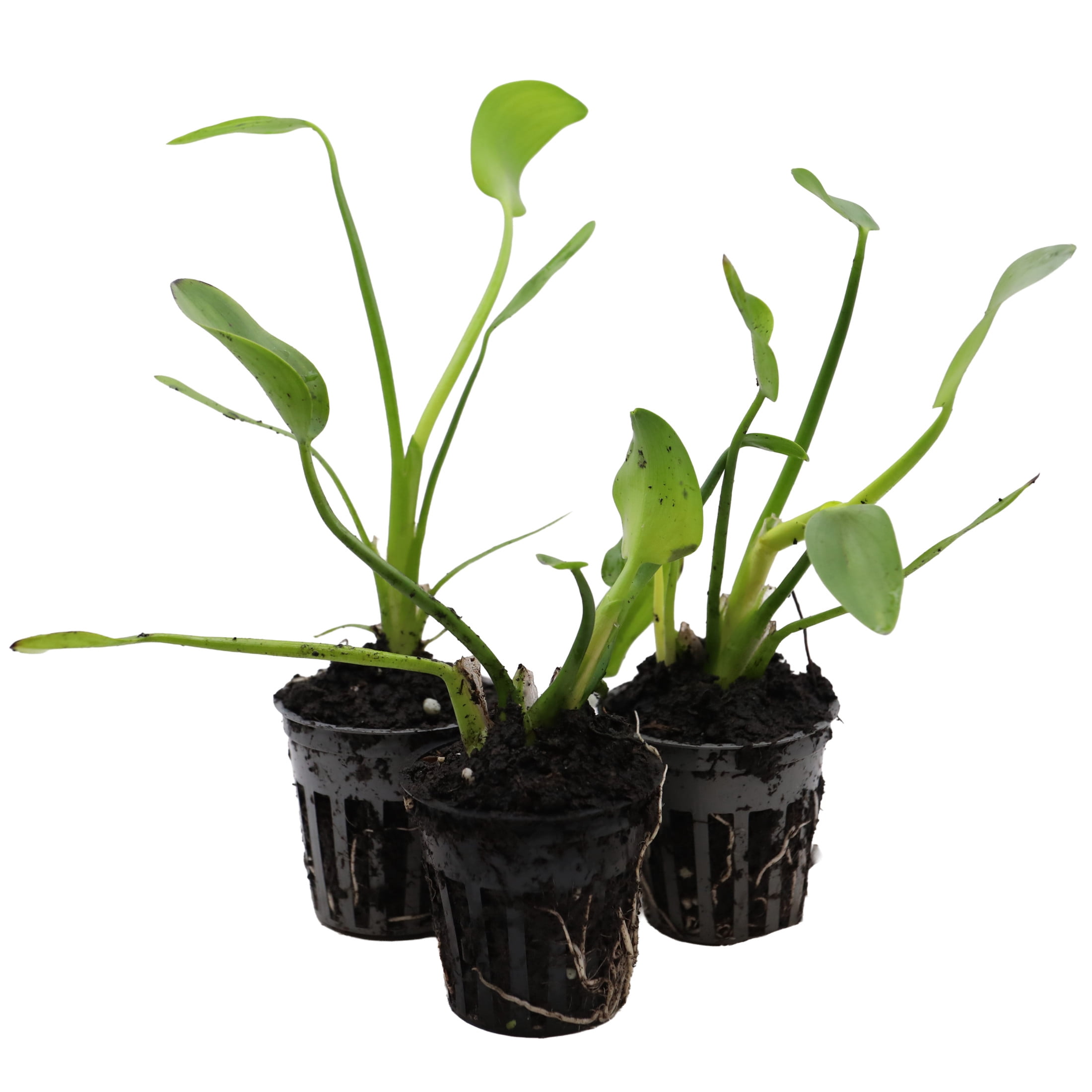 AquaMeadow Pink Pickerel Rush Plant Potted Reg 3ct