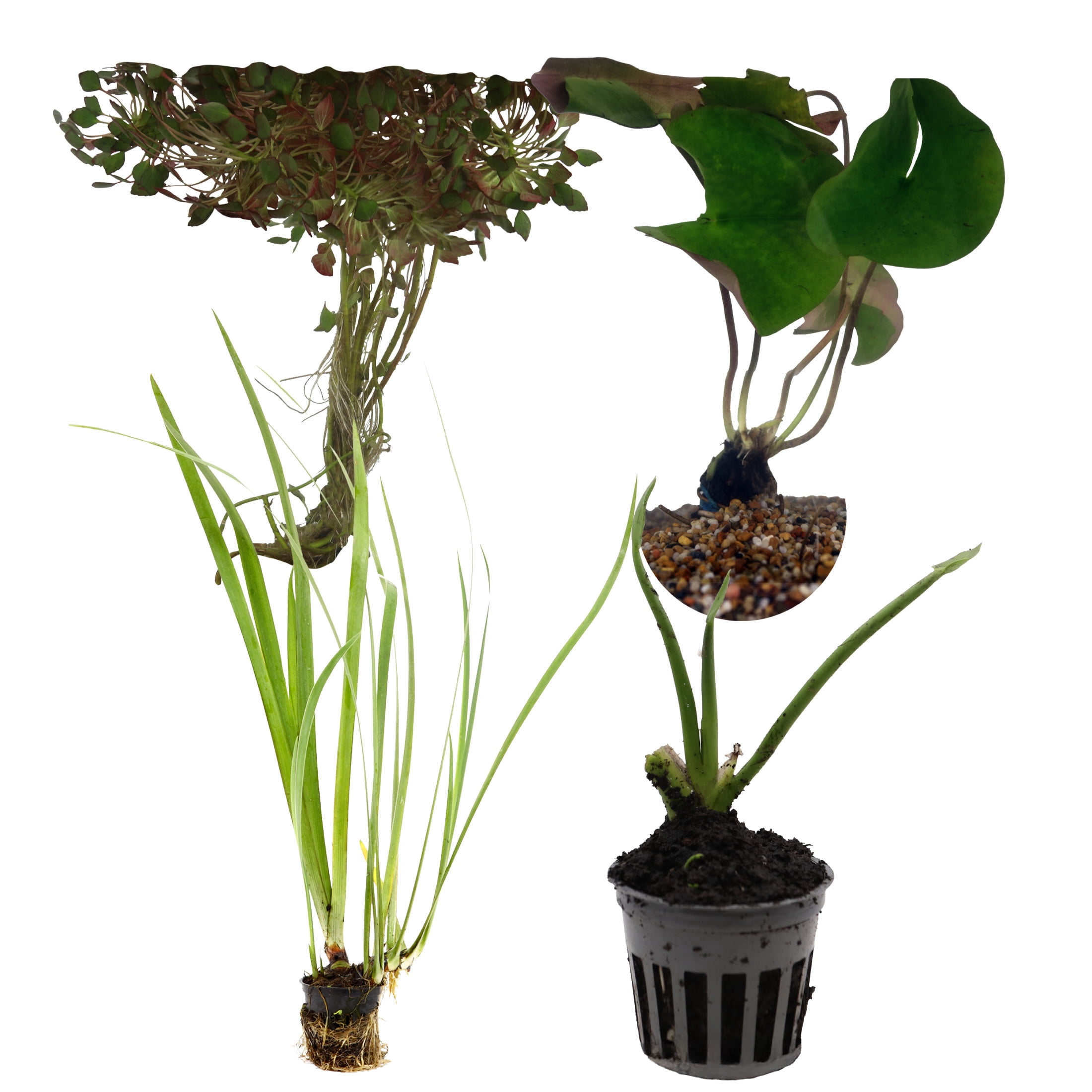 AquaMeadow Starter Pond Plant Bundle