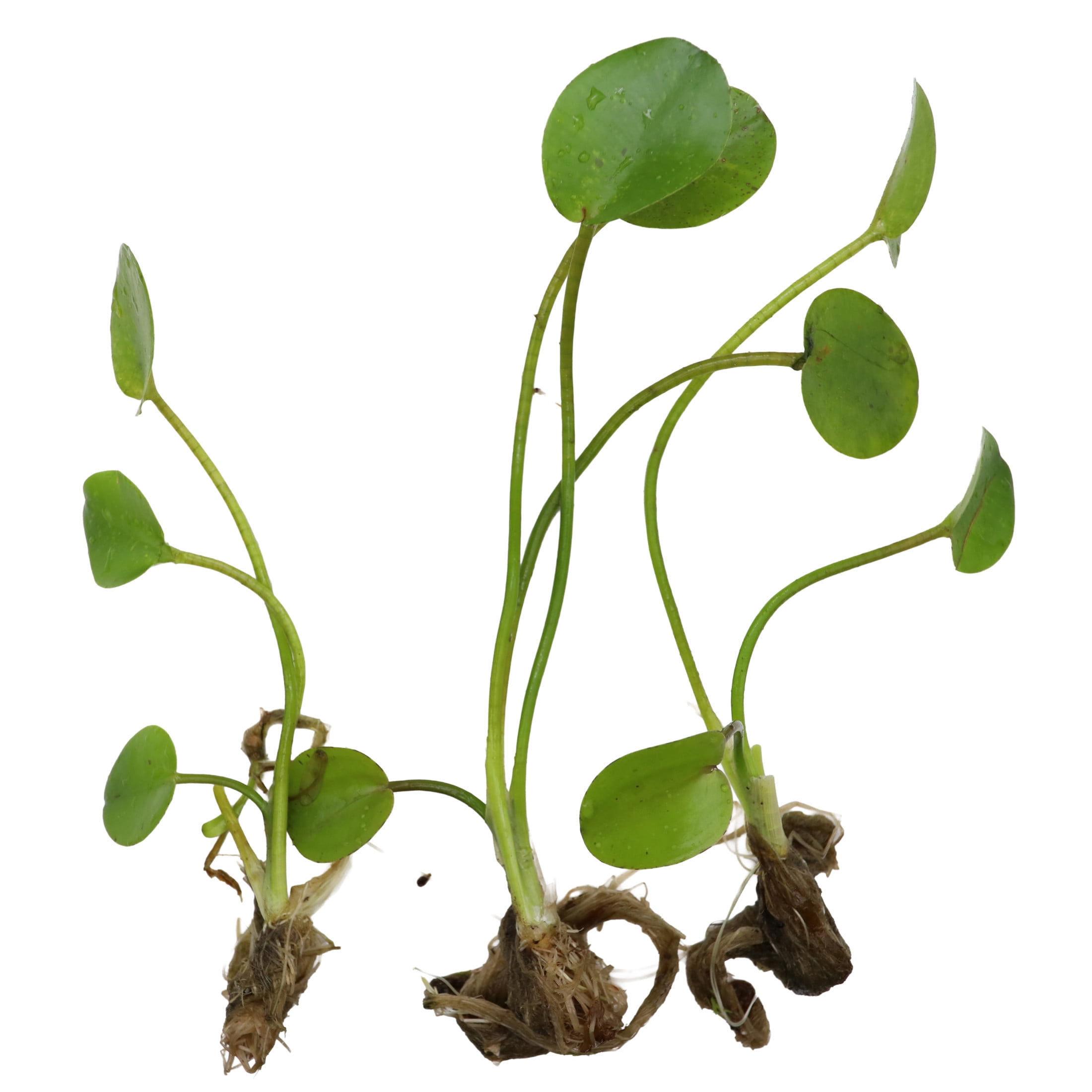 AquaMeadow Water Poppy Surface Plant 3ct