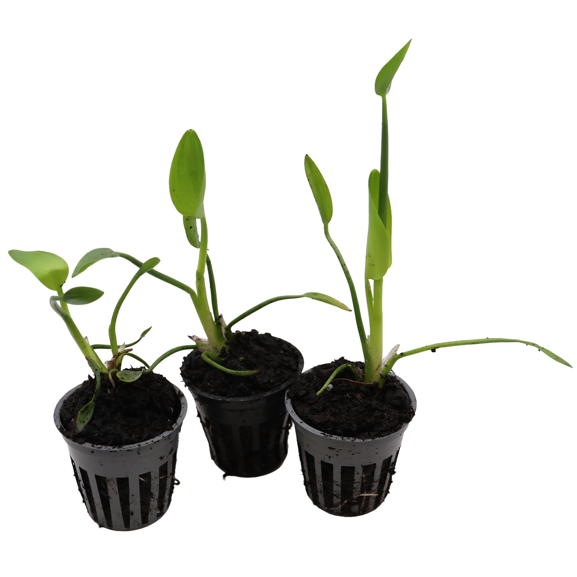 AquaMeadow White Pickerel Rush Potted Reg 3ct