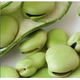 thumbnail image 1 of Aquadulce Fava Bean Seeds, 25 Premium Heirloom Seeds Per Packet, Non GMO Seeds, 1 of 3