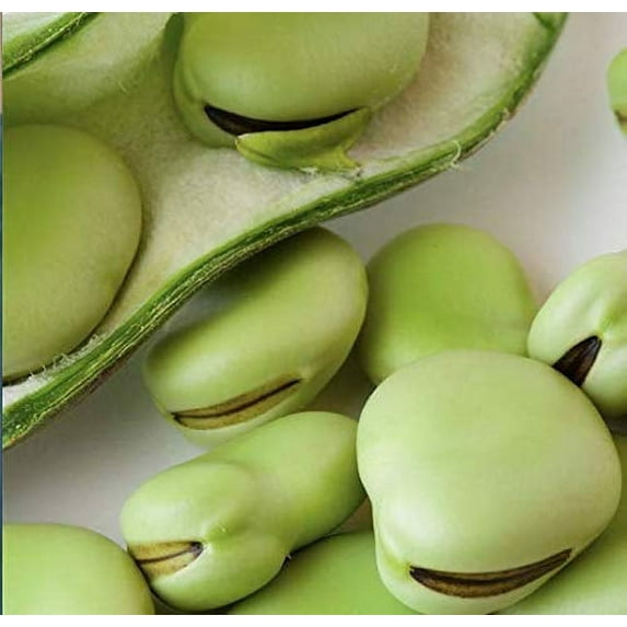 Aquadulce Fava Bean Seeds, 25 Premium Heirloom Seeds Per Packet, Non GMO Seeds