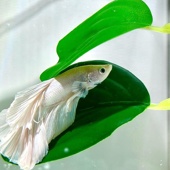 Aquarium Betta Rest Leaf - Soft Plastic Fish Tank Decoration for Resting, Hiding & Egg Laying - Style D